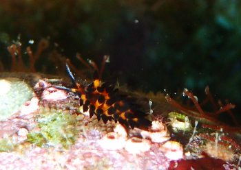 ツマグロモウミウシ