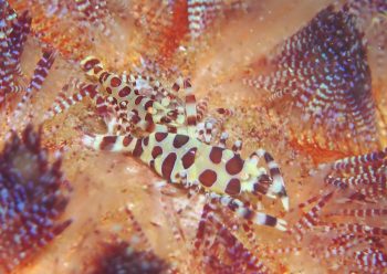 コールマンシュリンプ