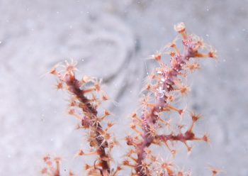 オドリカクレエビ