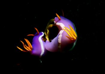 カグヤヒメウミウシ