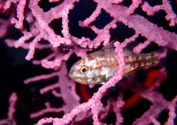 イナズマヒカリイシモチ