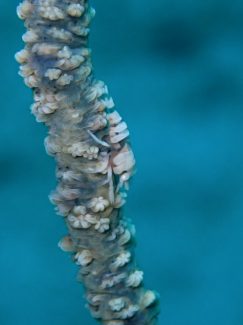 ムチカラマツエビ