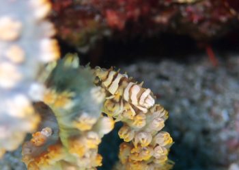 ムチカラマツエビ