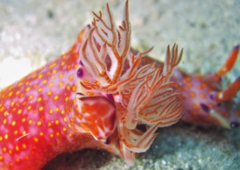 ニシキウミウシ