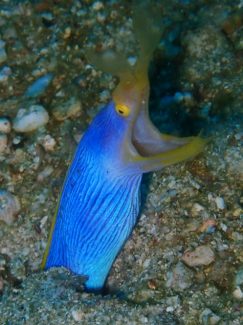 ハナヒゲウツボ