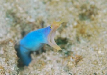 ハナヒゲウツボ