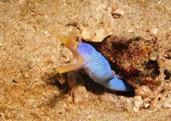 ハナヒゲウツボ