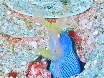 ハナヒゲウツボ