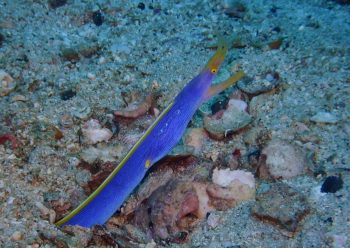 ハナヒゲウツボ