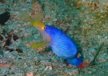 ハナヒゲウツボ