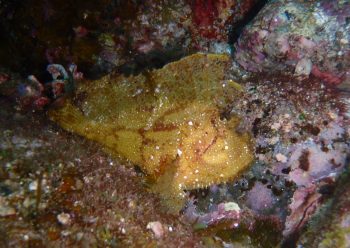 ハダカハオコゼ