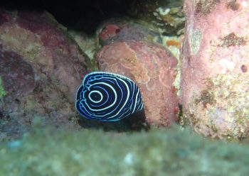 タテジマキンチャクダイ