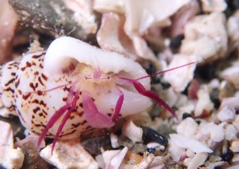 ムラサキゼブラヤドカリ