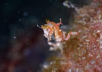 ハチジョウタツ