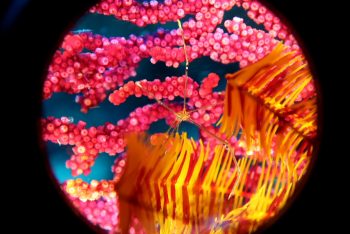 オルトマンワラエビ