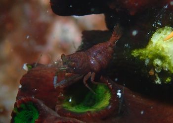 ポントニデス・マルディブエンシス