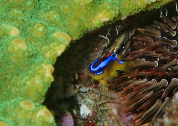 ミヤコキセンスズメダイ