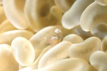 ハモポントニア・フンジコーラ