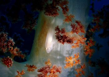 スケロクウミタケハゼ