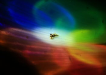 コトヒメウミウシＳＰ