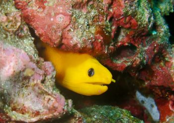 ゴールデンイールモレイ