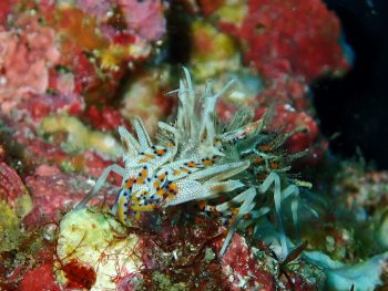 トゲツノメエビ