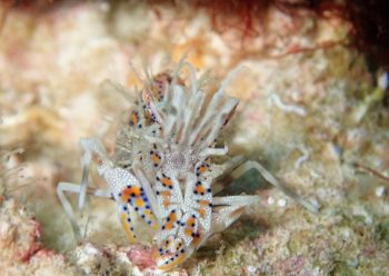 トゲツノメエビ