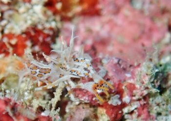 トゲツノメエビ