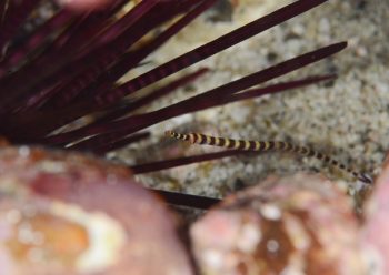 オイランヨウジ