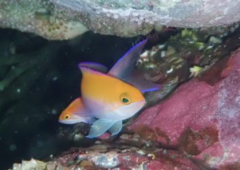 フタイロハナゴイ