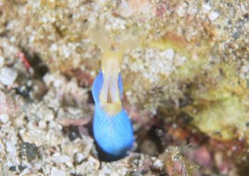 ハナヒゲウツボ