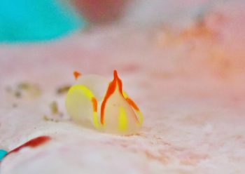 シラタマウミコチョウ