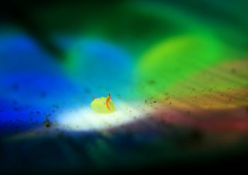 シラタマウミコチョウ