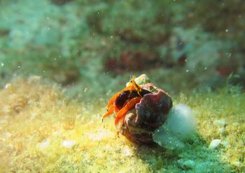 セグロサンゴヤドカリ