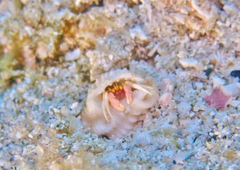 アカテミギキキヨコバサミ