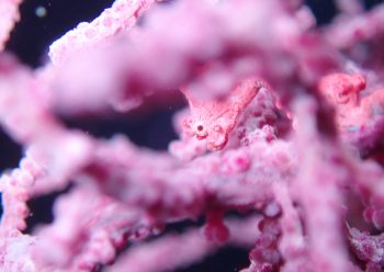 ピグミーシーホース