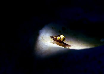 トンプソンコトリガイ