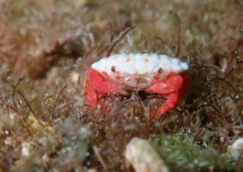 チリメンオウギガニ