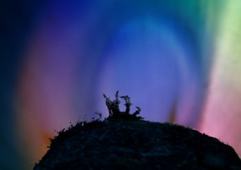 ジョオウミノウミウシ