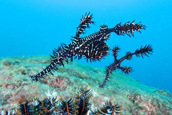 ニシキフウライウオ