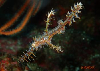 ニシキフウライウオ