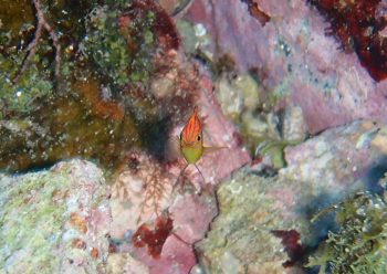 メガネスズメダイ