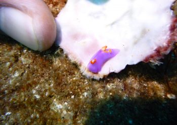 ムラサキウミコチョウ