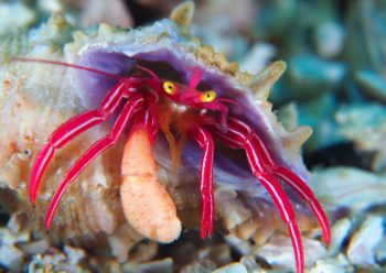 クレナイゼブラヤドカリ