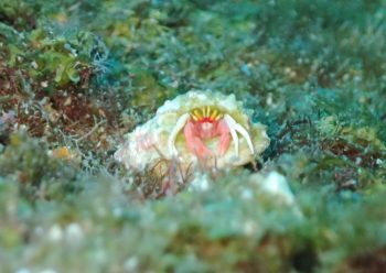 アカテミギキキヨコバサミ