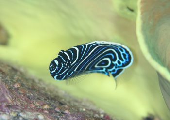 タテジマキンチャクダイ幼魚