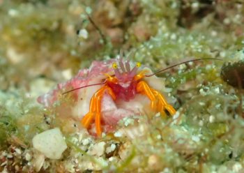 アデヤカゼブラヤドカリ