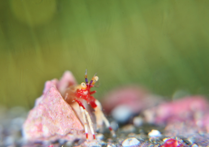 ベニホンヤドカリ