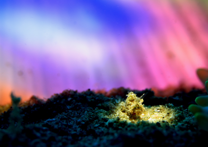 サガミツノメエビ