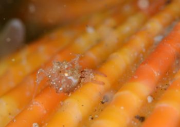 サガミツノメエビ